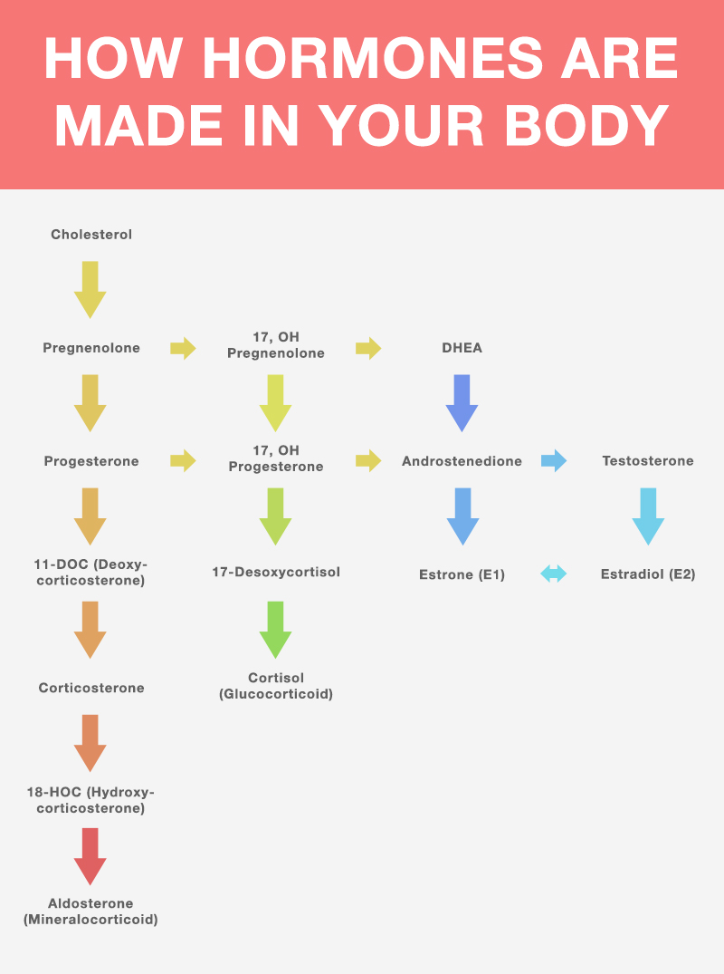 how hormones are made in the body infographic