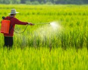 pesticides and autism